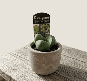 Dans PlantsAssorted 60mm Succulents – Easy Indoor Plants - only for local delivery at checkout same day gift delivery melbourne