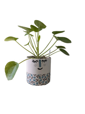 Dans PlantsPilea Peperomioides | Pancake Plant same day gift delivery melbourne