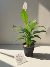 Dans PlantsSpathiphyllum Peace Lily 120mm same day gift delivery melbourne