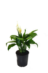 Dans PlantsSpathiphyllum Peace Lily #same day gift delivery melbourne#