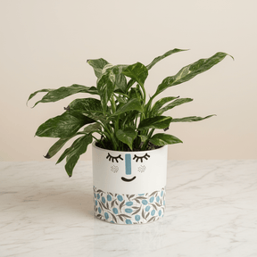 Dans PlantsVariegated Spathiphyllum Peace Lily in 120mm Pot - only for Local delivery at checkout! same day gift delivery melbourne