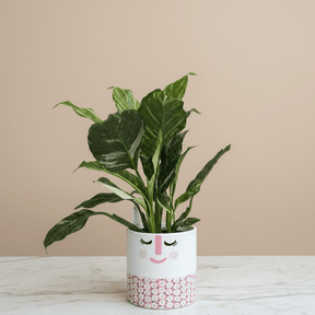 Dans PlantsVariegated Spathiphyllum Peace Lily in 120mm Pot - only for Local delivery at checkout! same day gift delivery melbourne