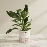 Dans PlantsVariegated Spathiphyllum Peace Lily in 120mm Pot - only for Local delivery at checkout! same day gift delivery melbourne
