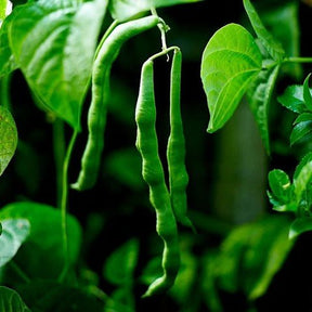 Little Veggie Patch Co - BEAN 'WINDSOR LONG POD' HEIRLOOM SEEDS