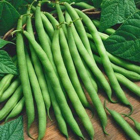 Little Veggie Patch Co - BEAN 'WINDSOR LONG POD' HEIRLOOM SEEDS