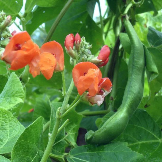 Little Veggie Patch CoLittle Veggie Patch Co - BEANS CLIMBING 'SCARLETT RUNNER' HEIRLOOM SEEDS same day gift delivery melbourne