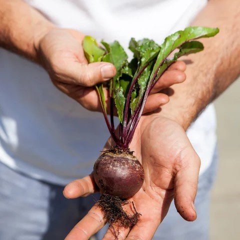 Little Veggie Patch CoLittle Veggie Patch Co - BEETROOT 'DETROIT' HEIRLOOM SEEDS #same day gift delivery melbourne#