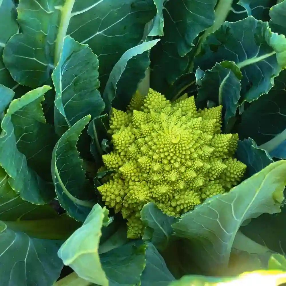 Little Veggie Patch Co - BROCCOLI 'ROMANESCO' HEIRLOOM SEEDS