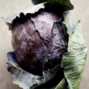 Little Veggie Patch Co - CABBAGE 'SAVOY PURPLE' HEIRLOOM SEEDS