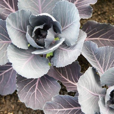 Little Veggie Patch CoLittle Veggie Patch Co - CABBAGE 'SAVOY PURPLE' HEIRLOOM SEEDS #same day gift delivery melbourne#