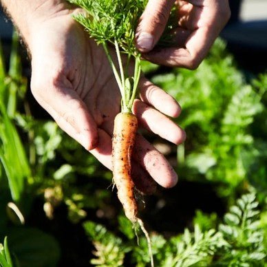 Little Veggie Patch CoLittle Veggie Patch Co - CARROT 'BABY AMSTERDAM' HEIRLOOM SEEDS #same day gift delivery melbourne#