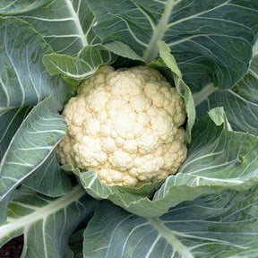 Little Veggie Patch Co - CAULIFLOWER 'SNOWBALL' HEIRLOOM SEEDS
