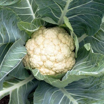 Little Veggie Patch Co - CAULIFLOWER 'SNOWBALL' HEIRLOOM SEEDS