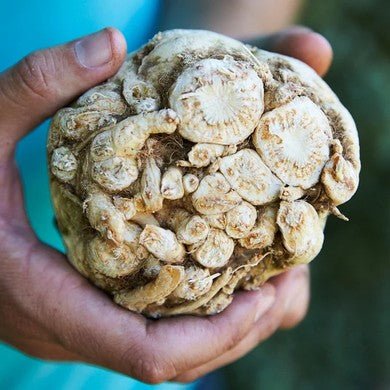 Little Veggie Patch Co - CELERIAC 'WHITE ALABASTER' HEIRLOOM SEEDS