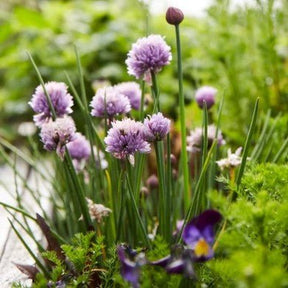 Little Veggie Patch Co - CHIVES 'MEDIUM COMMON' HEIRLOOM SEEDS