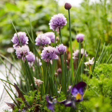 Little Veggie Patch Co - CHIVES 'MEDIUM COMMON' HEIRLOOM SEEDS