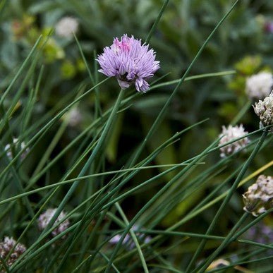 Little Veggie Patch CoLittle Veggie Patch Co - CHIVES 'MEDIUM COMMON' HEIRLOOM SEEDS #same day gift delivery melbourne#