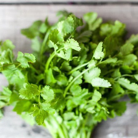 Little Veggie Patch Co - CORIANDER 'EUREKA' HEIRLOOM SEEDS