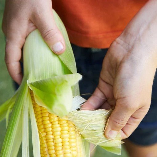 Little Veggie Patch CoLittle Veggie Patch Co - CORN 'SWEET' HEIRLOOM SEEDS #same day gift delivery melbourne#