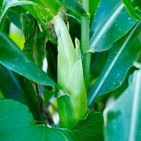 Little Veggie Patch Co - CORN 'SWEET' HEIRLOOM SEEDS