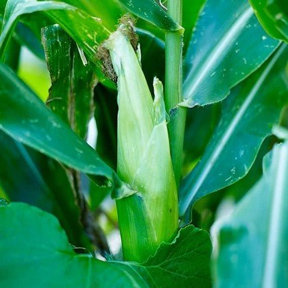 Little Veggie Patch Co - CORN 'SWEET' HEIRLOOM SEEDS