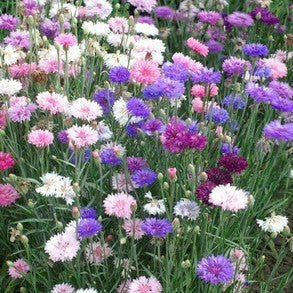 Little Veggie Patch CoLittle Veggie Patch Co - CORNFLOWER "POLKA DOT" HEIRLOOM SEEDS #same day gift delivery melbourne#