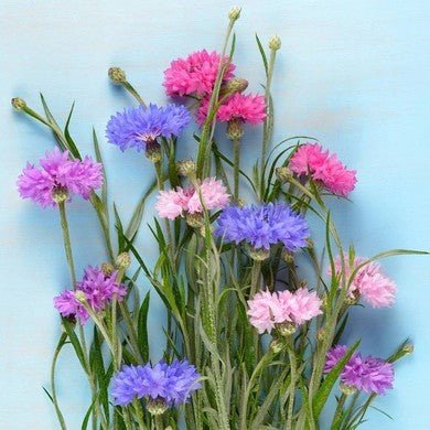 Little Veggie Patch Co - CORNFLOWER "POLKA DOT" HEIRLOOM SEEDS