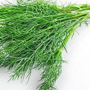 Little Veggie Patch Co - DILL 'COMMON' HEIRLOOM SEEDS