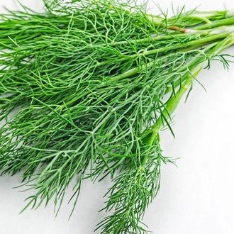 Little Veggie Patch Co - DILL 'COMMON' HEIRLOOM SEEDS