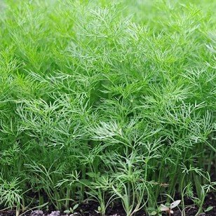 Little Veggie Patch CoLittle Veggie Patch Co - DILL 'COMMON' HEIRLOOM SEEDS #same day gift delivery melbourne#