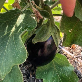 Little Veggie Patch Co - EGGPLANT 'FLORIDA MARKET' HEIRLOOM SEEDS