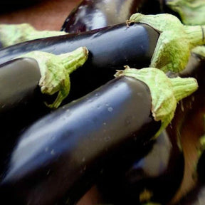 Little Veggie Patch Co - EGGPLANT 'FLORIDA MARKET' HEIRLOOM SEEDS