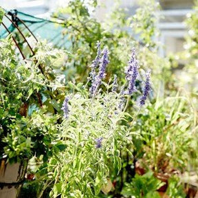 Little Veggie Patch Co - HYSSOP "ANISE" HEIRLOOM SEEDS