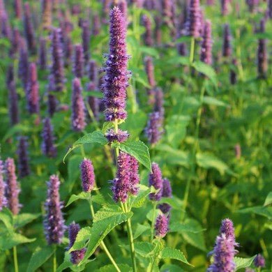 Little Veggie Patch CoLittle Veggie Patch Co - HYSSOP "ANISE" HEIRLOOM SEEDS #same day gift delivery melbourne#