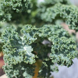 Little Veggie Patch CoLittle Veggie Patch Co - KALE 'DWARF BLUE' HEIRLOOM SEEDS #same day gift delivery melbourne#