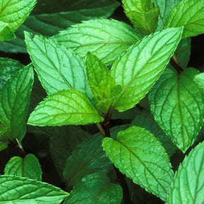 Little Veggie Patch Co - MINT 'PEPPERMINT' HEIRLOOM SEEDS