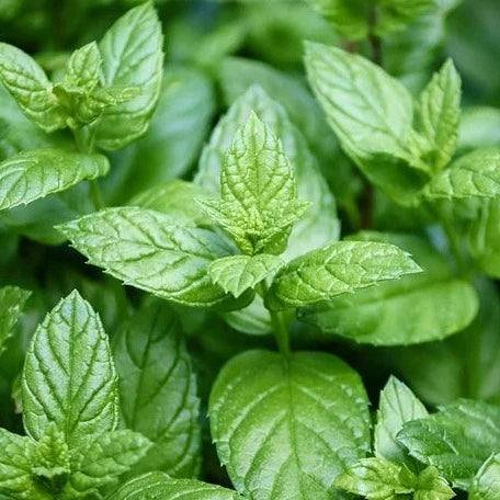 Little Veggie Patch CoLittle Veggie Patch Co - MINT 'PEPPERMINT' HEIRLOOM SEEDS #same day gift delivery melbourne#