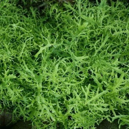 Little Veggie Patch CoLittle Veggie Patch Co - MUSTARD 'LIME STREAKS' HEIRLOOM SEEDS same day gift delivery melbourne