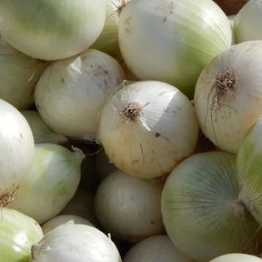 Little Veggie Patch Co - ONIONS 'GLADALAN WHITE' HEIRLOOM SEEDS