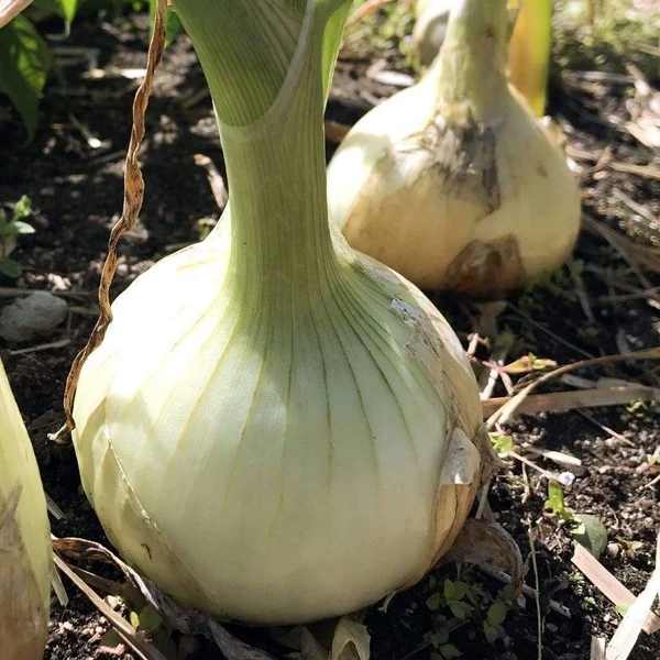 Little Veggie Patch CoLittle Veggie Patch Co - ONIONS 'GLADALAN WHITE' HEIRLOOM SEEDS #same day gift delivery melbourne#