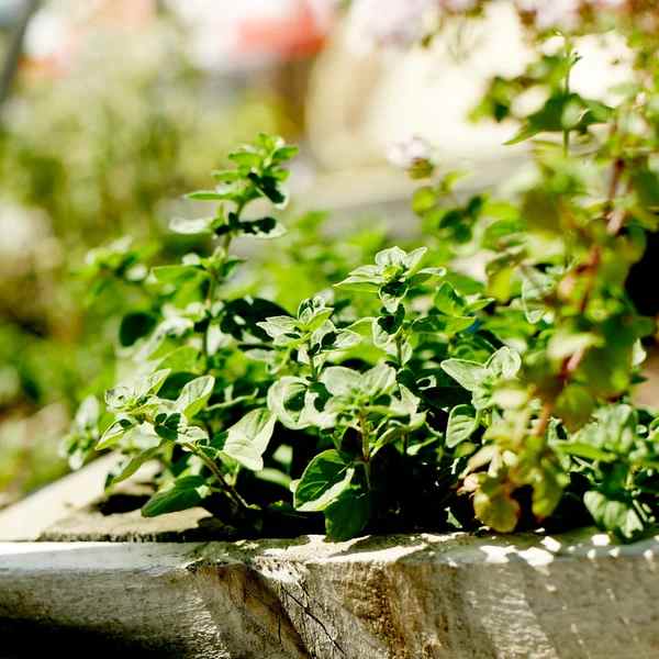 Little Veggie Patch CoLittle Veggie Patch Co - OREGANO 'COMMON' HEIRLOOM SEEDS #same day gift delivery melbourne#