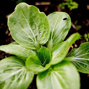 Little Veggie Patch Co - PAK CHOI 'GREEN' HEIRLOOM SEEDS