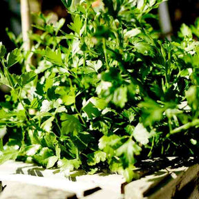 Little Veggie Patch Co - PARSLEY 'ITALIAN' HEIRLOOM SEEDS