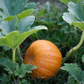 Little Veggie Patch Co - PUMPKIN 'SMALL SUGAR' HEIRLOOM SEEDS