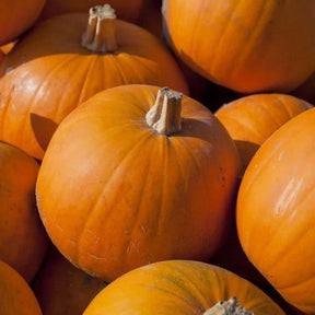 Little Veggie Patch Co - PUMPKIN 'SMALL SUGAR' HEIRLOOM SEEDS