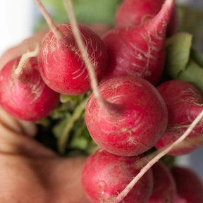Little Veggie Patch CoLittle Veggie Patch Co - RADISH 'CHERRY BELLE' HEIRLOOM SEEDS same day gift delivery melbourne