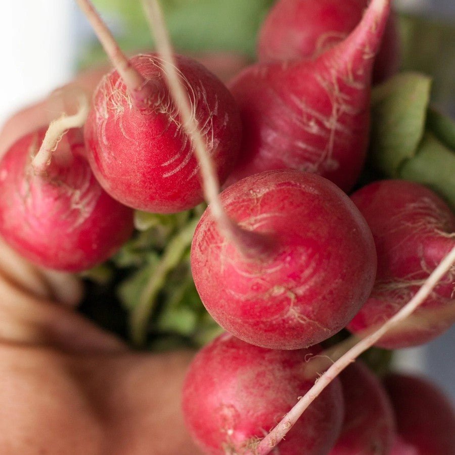 Little Veggie Patch CoLittle Veggie Patch Co - RADISH 'CHERRY BELLE' HEIRLOOM SEEDS same day gift delivery melbourne