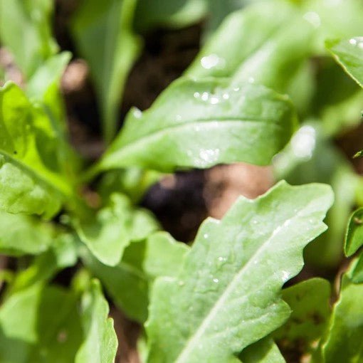 Little Veggie Patch CoLittle Veggie Patch Co - ROCKET 'SALAD' HEIRLOOM SEEDS #same day gift delivery melbourne#