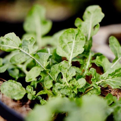 Little Veggie Patch Co - ROCKET 'SALAD' HEIRLOOM SEEDS