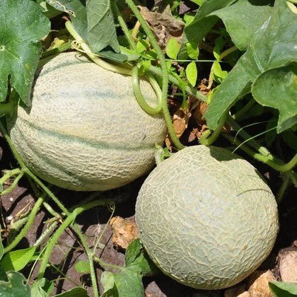 Little Veggie Patch CoLittle Veggie Patch Co - ROCKMELON 'HALES JUMBO' HEIRLOOM SEEDS #same day gift delivery melbourne#